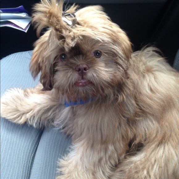 Meet your Posher, Irisha - Picture 1 of 1